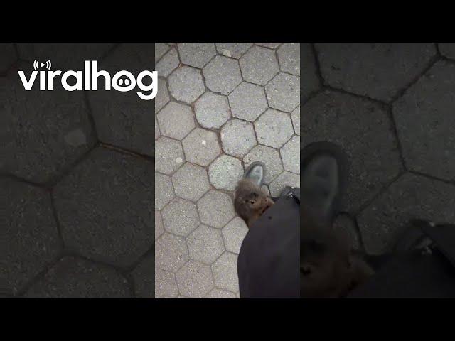 Princess Call Attracts Wild Squirrel || ViralHog