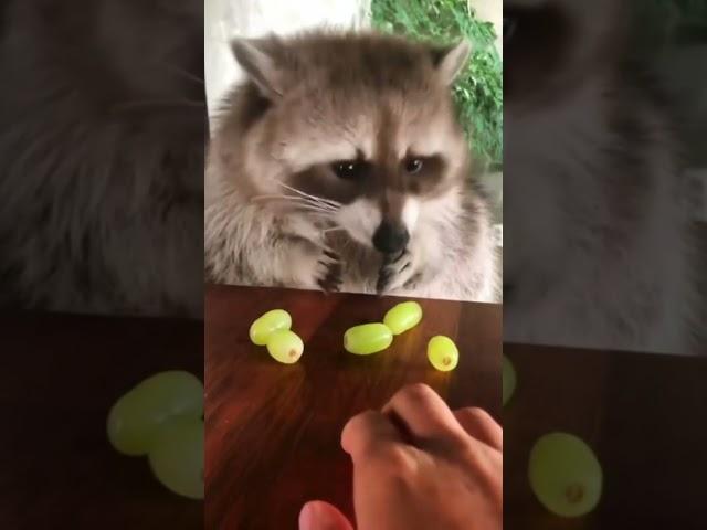 Raccoon vs Grapes