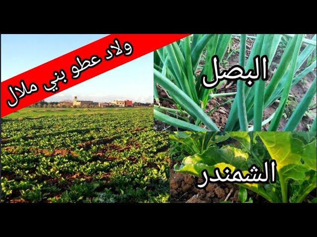 حقول البصل والشمندر السكري باولاد عطو بني ملال#beni_mellal