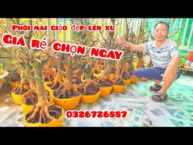 Phôi mai giảo đẹp lên xù giá rẻ 7/11 #aSự0326726887|MaivàngThanhTâm