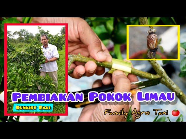 PEMBIAKAN POKOK LIMAU KAEDAH TUT (MARKOT) - Limau Sunkist Bali