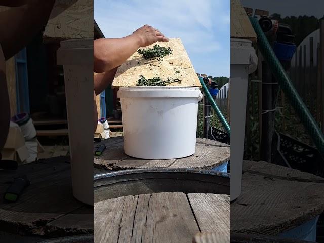 Заготовка крапивы на зиму. #деревня #деревенскаяжизнь #куры