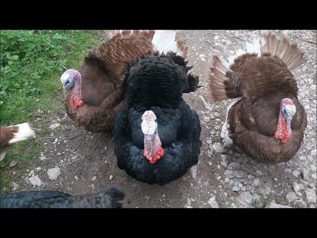 The Turkeys of Berry Pomeroy