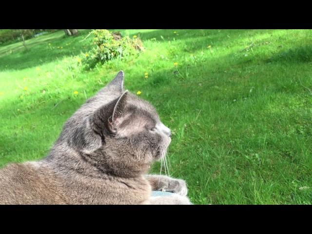 Chartreux Cat sitting on my lap, enjoying the summer