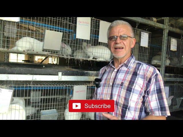 The Benefits and Market Challenges Of Rabbit Farming In South Africa