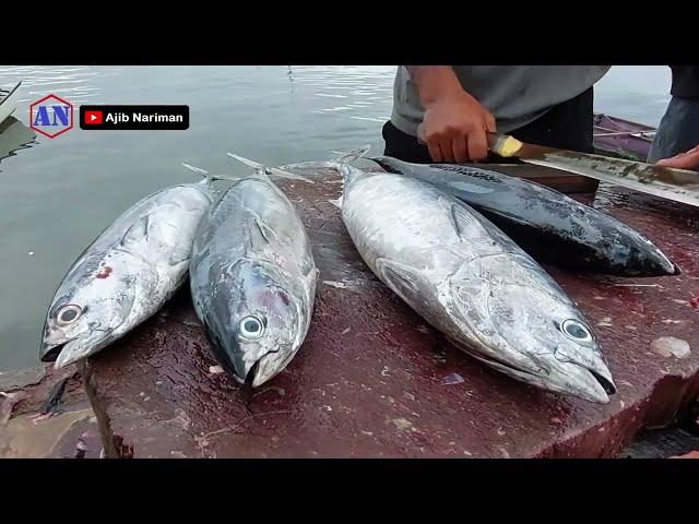 Skill Hebat Abang Allan Potong Ikan Tongkol, Tola dan Tuna Untuk Konsumsi Pribadi