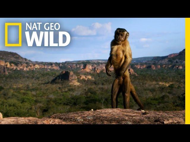 Amazingly Intelligent Monkeys | Brazil