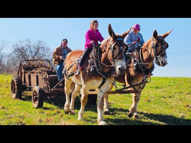 Draft mules and beautiful weather! MUST SEE  #097