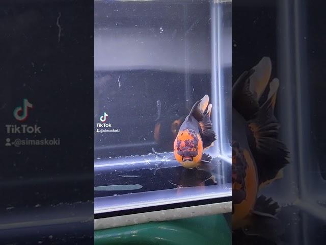 Ikan Mas Koki Oranda Black Gold Gen Panda