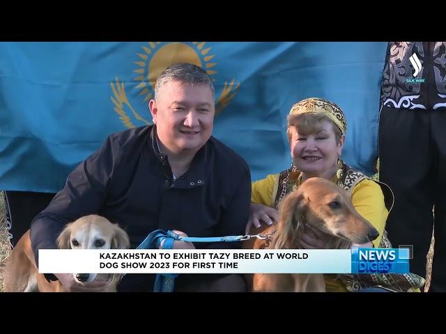 Kazakhstan to exhibit Tazy breed at World Dog Show 2023 for first time | Silk way TV | Qazaqstan