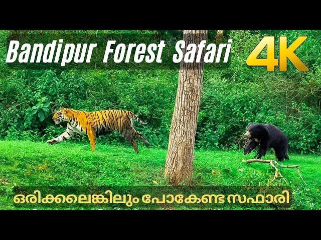 Bandipur Tiger Safari !!! 4K