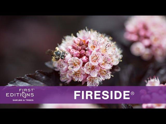 First Editions® Fireside® Ninebark