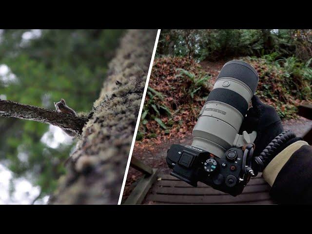 RELAXING Nature Photography (POV) | Sony A7IV & Sony 70-200mm f/2.8