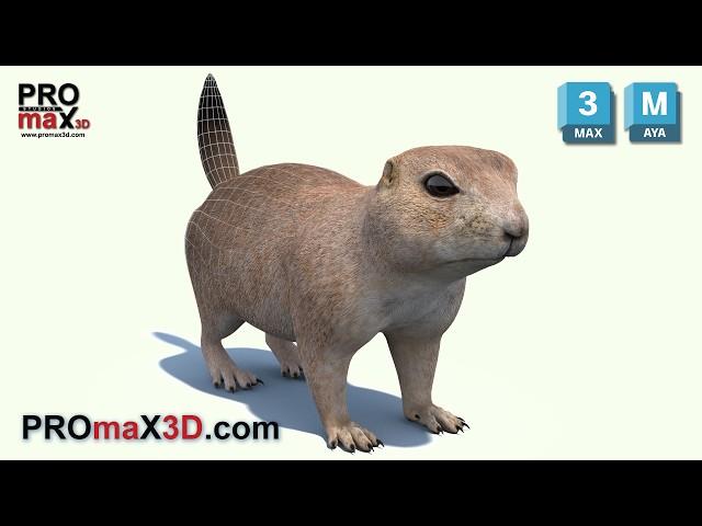 Prairie Dog 3D Model for Download | @PROmax3D