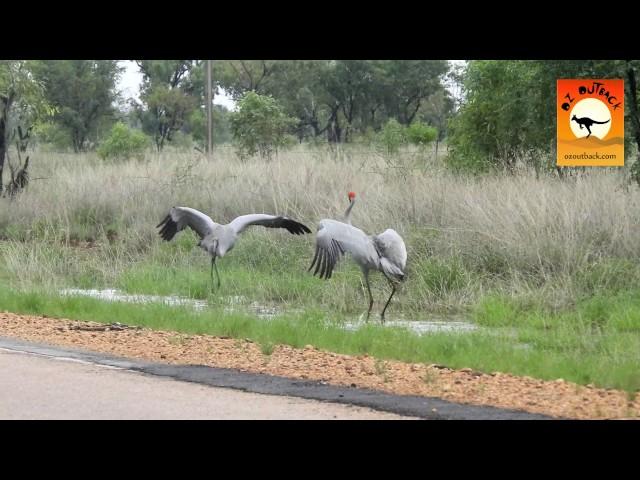 Funny dancing birds Brolgas dancing in outback Western Australia