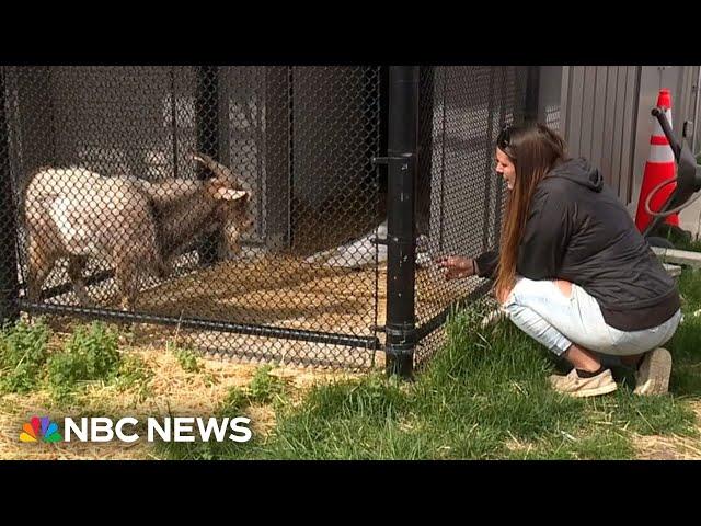 ‘Chug’ the goat reunited with owners after being stuck on bridge in Missouri