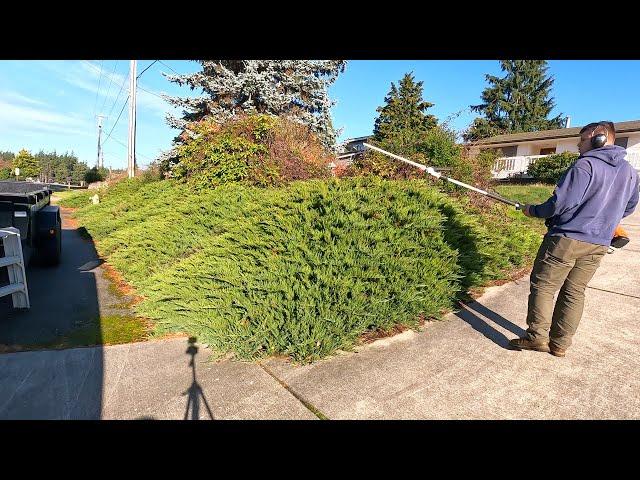 PENSIONER Needed Help With OVERGROWN Juniper Hedge!