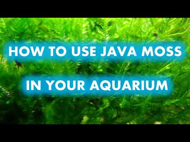 HOW TO USE JAVA MOSS IN YOUR AQUARIUM