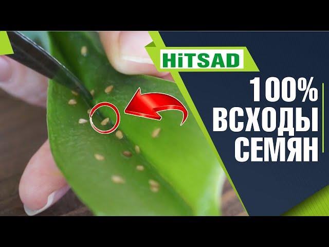Замачивание семян в листе алоэ ️ Семена в листике алоэ