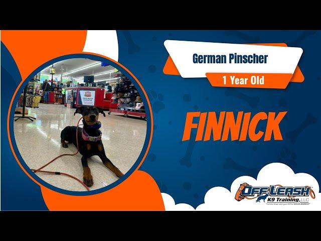 Finnick the young German Pinscher builds confidence w/ 2 week BNT! OLK9 Training Clarsksville/Nash