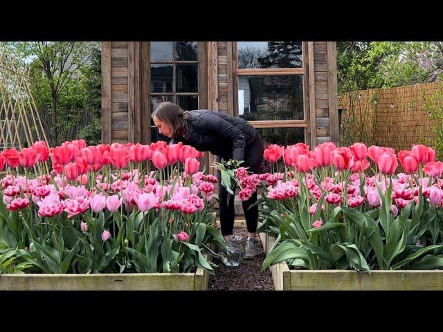 Spring Gardening Vlog, Tulips at the Flower Stand, Deadheading Daffodils, Baking Pane Di Pasqua