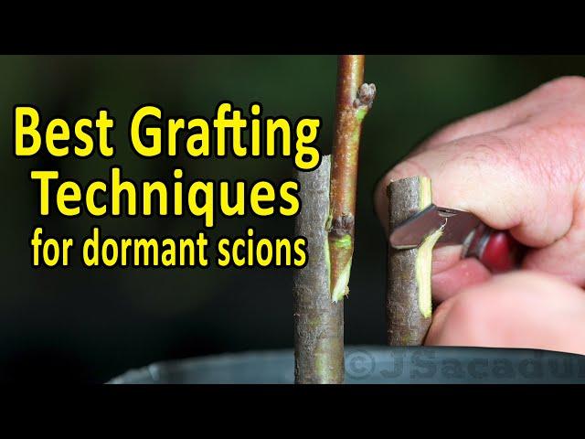 BEST Grafting Techniques using DORMANT SCIONS | Grafting Fruit Trees