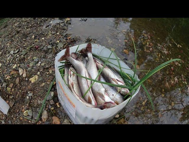 Ловля ХАРИУСА в таёжной речке/Яма напрочь забита хариусом!Fischen "Äsche"/Fishing "grayling"