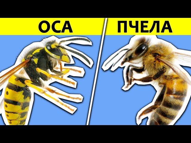 В ЧЁМ РАЗНИЦА? ОСА vs ПЧЕЛА
