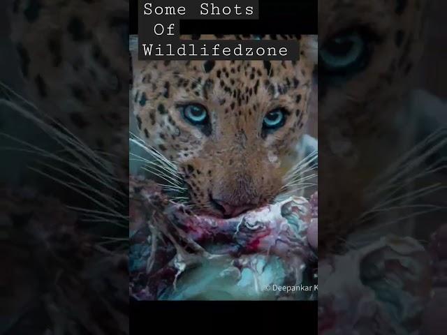 Some Shots Of Wildlifedzone #shorts #vlogs #photography