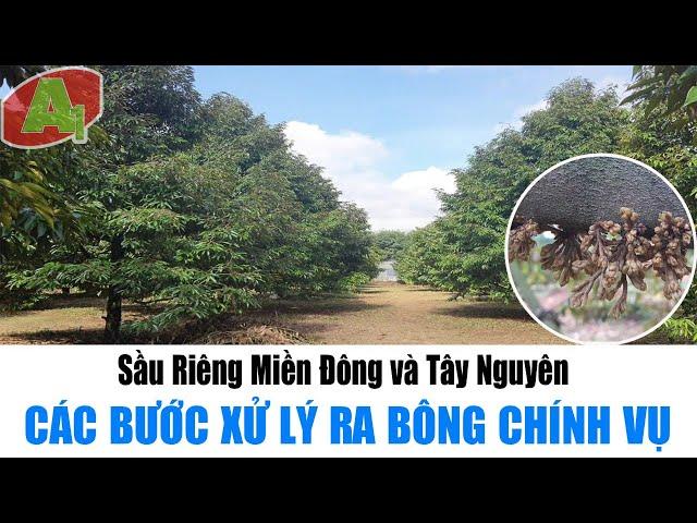 Sầu Riêng Miền Đông Và Tây Nguyên | Các Bước Xử Lý Ra Bông Chính Vụ