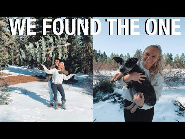 CUTTING DOWN OUR CHRISTMAS TREE AND DECORATING OUR APARTMENT FOR CHRISTMAS || ADVENTURE & TJ FAVES