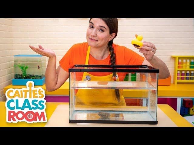 Caitie's Classroom Live -️ Will it Sink or Float? ️