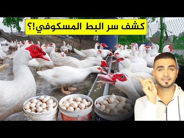 لماذا يتنافس العالم على تربية البط المسكوفيالصراع على البيض المزارع تكشف الحقيقة!؟