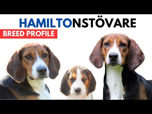 Hamiltonstovare Breed Profile History - Price - Traits - Hamilton Hound Grooming Needs - Lifespan