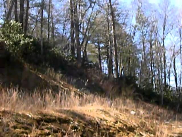Release of "Wild One"