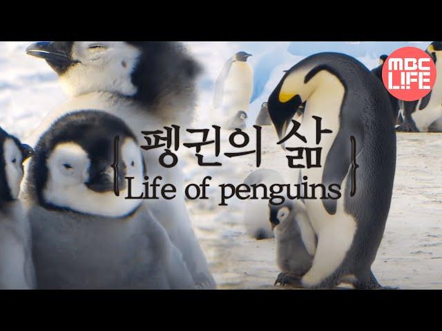 Life of penguins - Tears of the Antarctic EP01, #02, 얼음대륙 남극의 주인인 펭귄의 삶