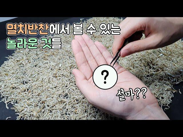 마트에서 산 멸치에서 이런것 까지 나올줄이야..? 진짜 신기하네요! [TV생물도감]