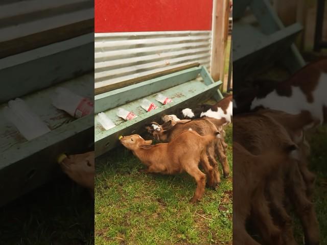 POV: You’re bottle feeding baby goats