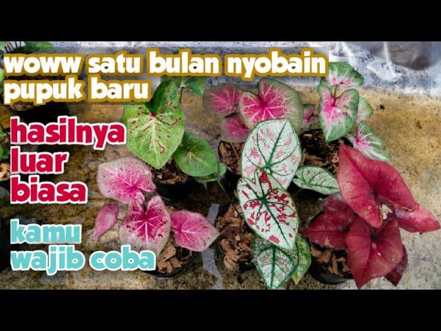 Pupuk Ampuh buat keladimu makin kece keren tak terkendali || cara merawat keladi /caladium