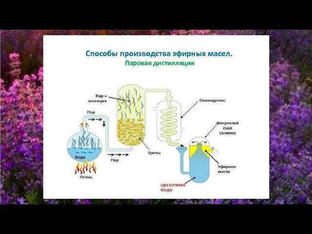 Young Living   производство и качество эфирных масел  Елена Афанасьева