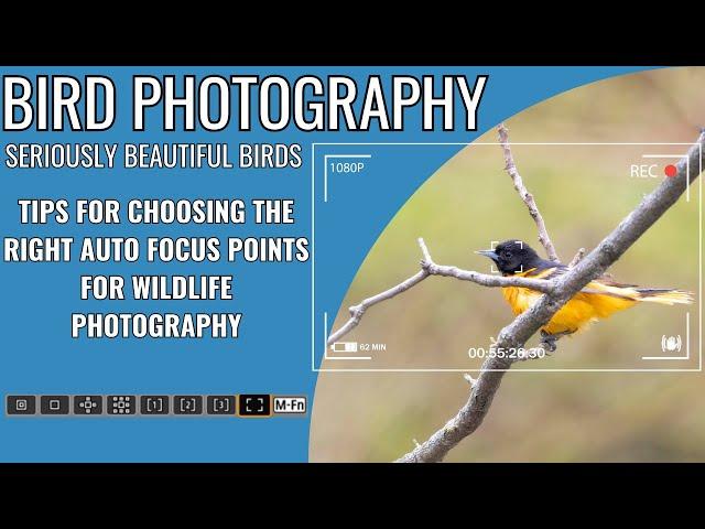 Stunning Birds | 3 Days of Wildlife Photography | Whats the best auto focus settings to get the shot