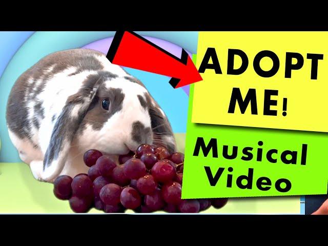 Rabbit Adoption Musical | A Rabbit's Tale of Pure Imagination