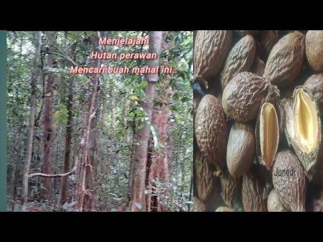 Tempayang - Kalteng // Jelajah hutan, Di Barito disebut "Semangkok | Pulundriyui (Part. 1)