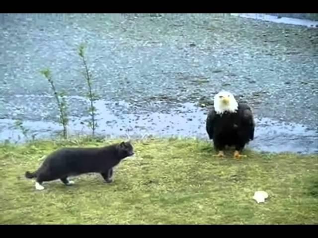 Hilarious Cat vs Eagle thoughts