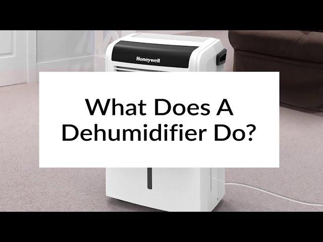 What Does A Dehumidifier Do? | Sylvane