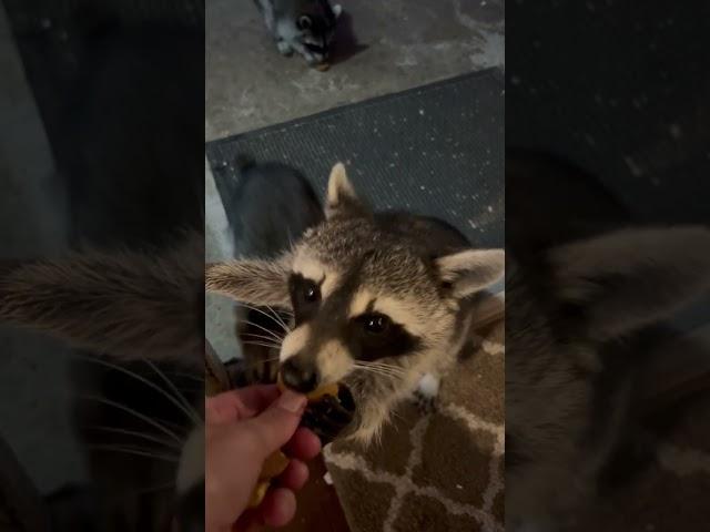 Well-mannered raccoons visit houses for snacks