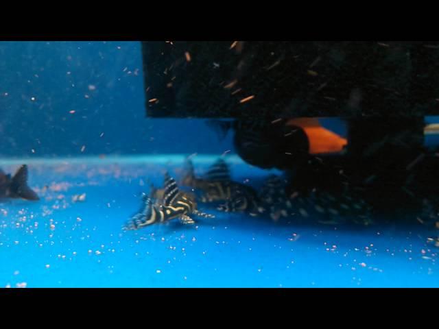 L340 Mega Clown Pleco