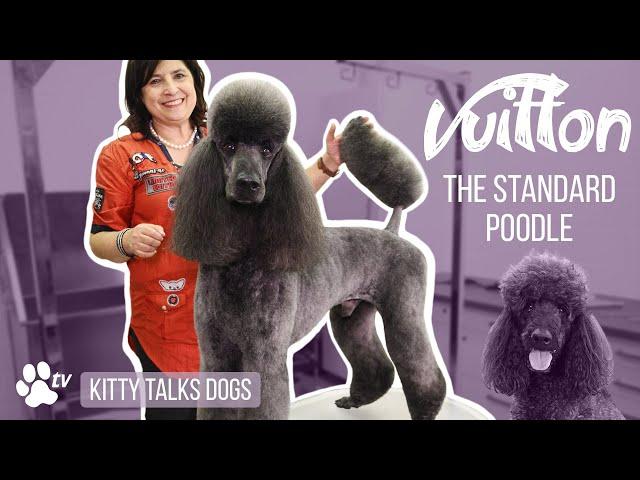 Grooming Vuitton the Standard Poodle with snap-on combs | Kitty Talks Dogs  - TRANSGROOM