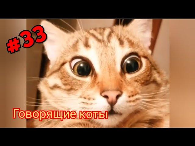 Говорящие коты! Лучшая подборка #33 