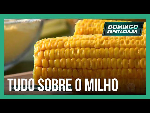 Confira os mitos e verdades sobre o milho